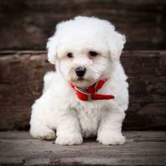 Mary’s Bichons-Puppies Available Now - Dog Breeders