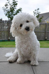 Bichon Friseakc Puppies - Dog and Puppy Pictures