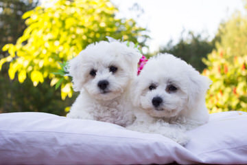 Bichonpoos – Bichons - Dog Breeders