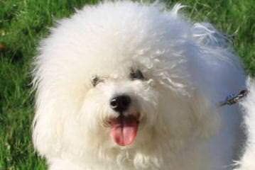 Bills Bichons & Havanese - Dog Breeders