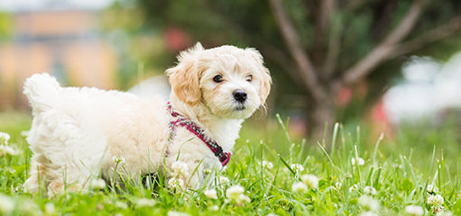 Sunshine Teacup Puppies Home - Dog Breeders