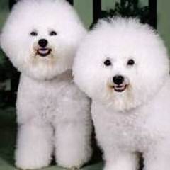 Bichon Lovers - Dog and Puppy Pictures