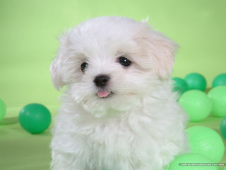 Bichon Frise Akc Puppies - Dog and Puppy Pictures