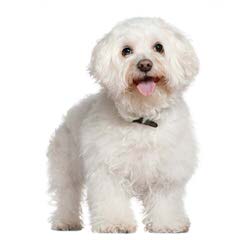 Mary’s Bichons-Puppies Available Now - Dog Breeders
