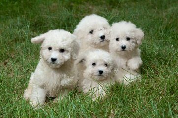 Mary’s Bichons-Puppies Available Now - Dog Breeders