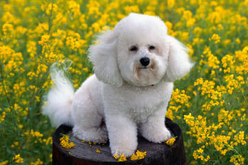Bichonpoos – Bichons - Dog and Puppy Pictures