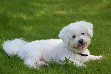 Bichonpoos And Bichons - Dog and Puppy Pictures