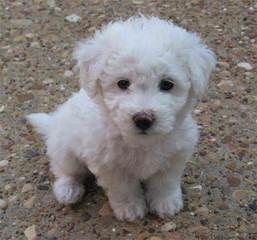 Bills Bichons & Havanese - Dog and Puppy Pictures