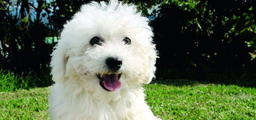 Bishon Frise - Dog and Puppy Pictures