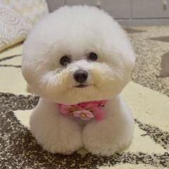 Bichon Friseakc Puppies - Dog and Puppy Pictures