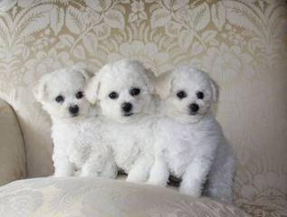 Litter Trained Bichon Pups - Dog and Puppy Pictures