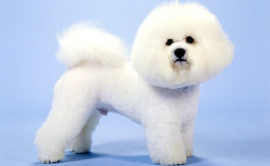 Litter Trained Bichon Pups - Dog Breeders