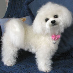 CG’s Bichons - Dog Breeders