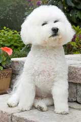 Bichonpoos And Bichons - Dog Breeders