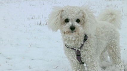 Eurobichons Global Forum - Dog Breeders