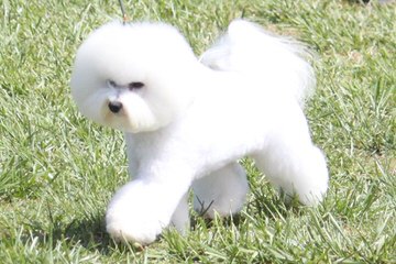 Denning Farms Bichon Frise - Dog and Puppy Pictures