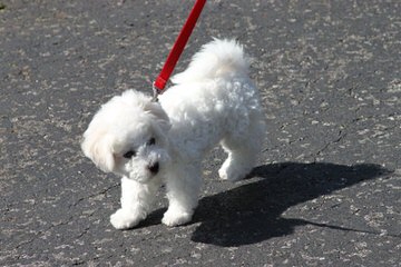 Great Cavachon Puppies! - Dog and Puppy Pictures