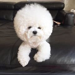 Bichon Friseakc Puppies - Dog Breeders