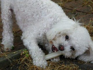 Bills Bichons & Havanese - Dog and Puppy Pictures