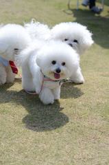 Mary’s Bichons-Puppies Available Now - Dog and Puppy Pictures