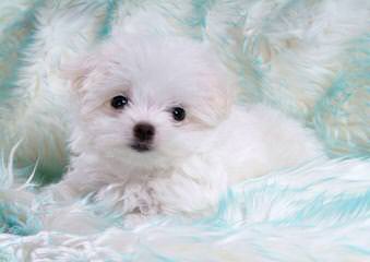 Bichon Frise Akc Puppies - Dog Breeders