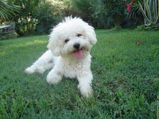 Litter Trained Bichon Pups - Dog and Puppy Pictures