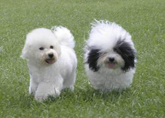 Bichonpoos And Bichons - Dog Breeders