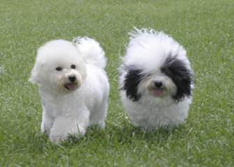 Bichon Frise Stud - Dog Breeders