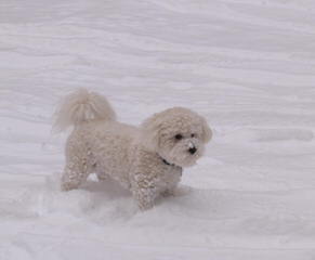 Bishon Frise - Dog Breeders