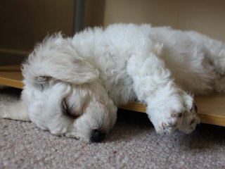 Bichon and Yorkie Lovers - Dog and Puppy Pictures