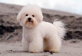 Bichon and Yorkie Lovers - Dog Breeders