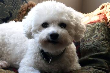 Bills Bichons & Havanese - Dog and Puppy Pictures