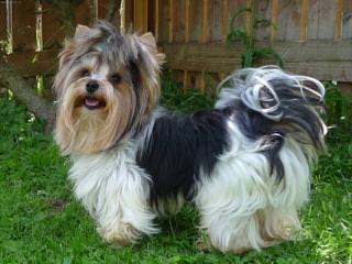 Biewers And Yorkshire Terriers Of Calaryn - Dog and Puppy Pictures