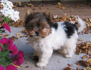 Over The Moon Biewer Terriers - Dog and Puppy Pictures