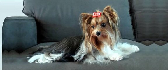 Fischer’s Fairytale Akc Parti-Yorkies And Biewers - Dog Breeders