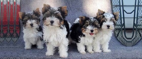 Biewer Yorkshire Terrier A La Pom Pon Puppies - Dog and Puppy Pictures