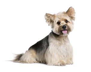 Biewer Yorkshire Terrier A La Pom Pon Puppies - Dog Breeders
