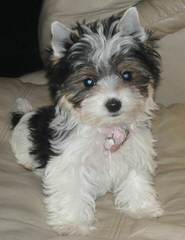 Calaryn Biewers and Yorkshire Terriers - Dog and Puppy Pictures