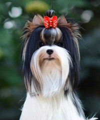 Calaryn Biewers and Yorkshire Terriers - Dog Breeders