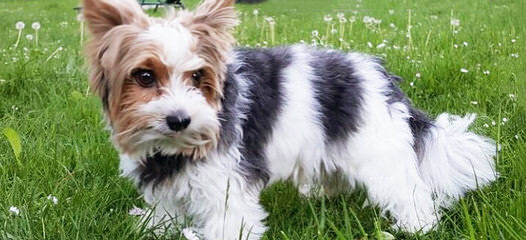 Biewer Yorkshire Terrier A La Pom Pon – German Yorkie Puppy Dogs - Dog Breeders