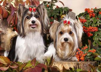 American Biewers of Tennessee - Dog Breeders