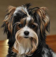 Biewer Yorkshire Terrier A La Pom Pon Puppies - Dog and Puppy Pictures