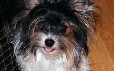 Fischer’s Fairytale Akc Parti-Yorkies And Biewers - Dog Breeders