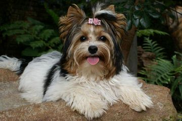 Nevaeh Yorkies & Biewers - Dog and Puppy Pictures