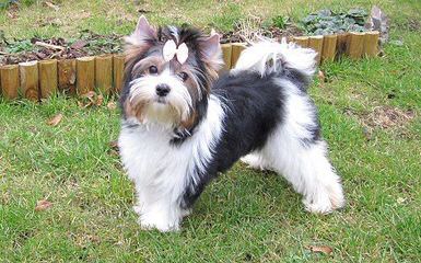 Calaryn Biewers and Yorkshire Terriers - Dog Breeders