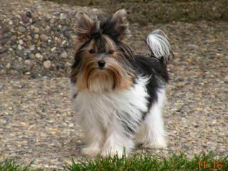 Calaryn Biewers and Yorkshire Terriers - Dog Breeders