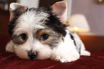 Biewers And Yorkshire Terriers Of Calaryn - Dog and Puppy Pictures