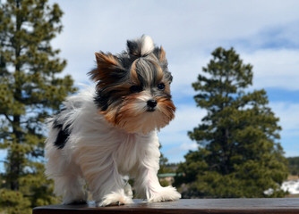 Absolutely Adorable Biewers & Original Ragdoll Cats Taking Deposits For Next Litter - Dog and Puppy Pictures