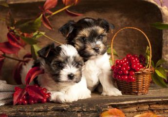 Sweet Biewers &Yorkies - Dog and Puppy Pictures