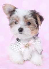 Calaryn Biewers and Yorkshire Terriers - Dog and Puppy Pictures